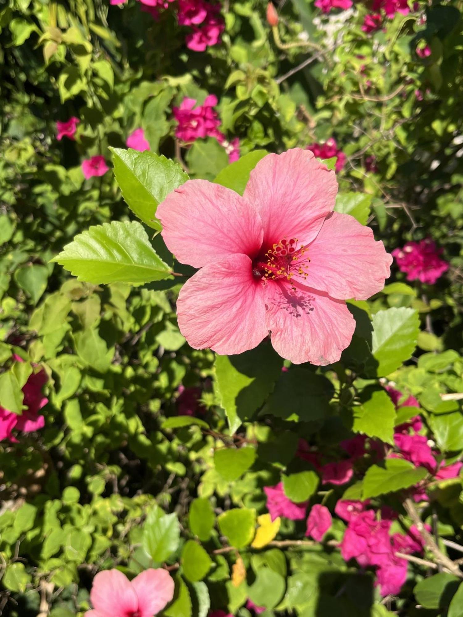 Eden Paradise Ecolodge & Spa 圣吕斯 外观 照片
