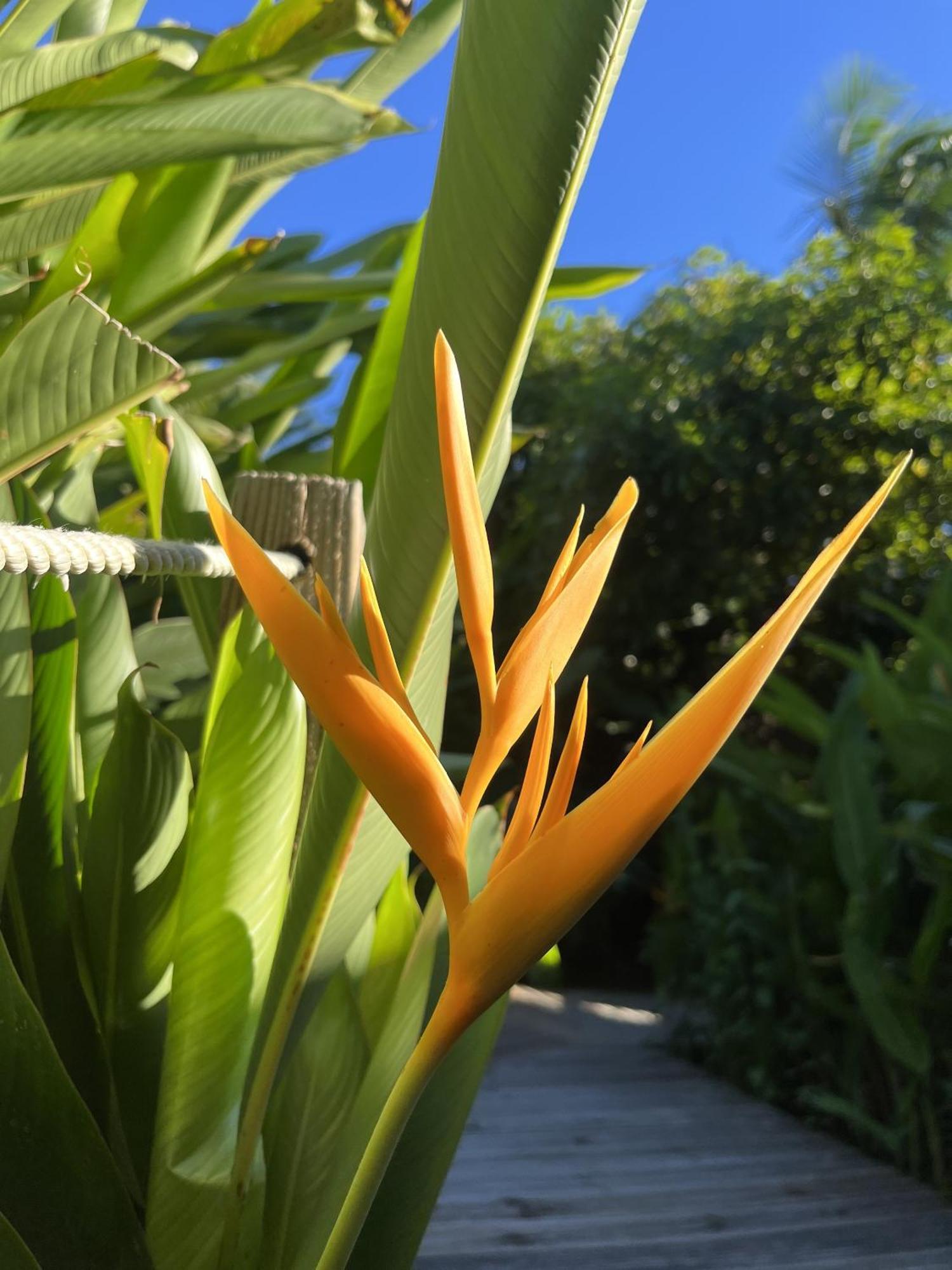 Eden Paradise Ecolodge & Spa 圣吕斯 外观 照片