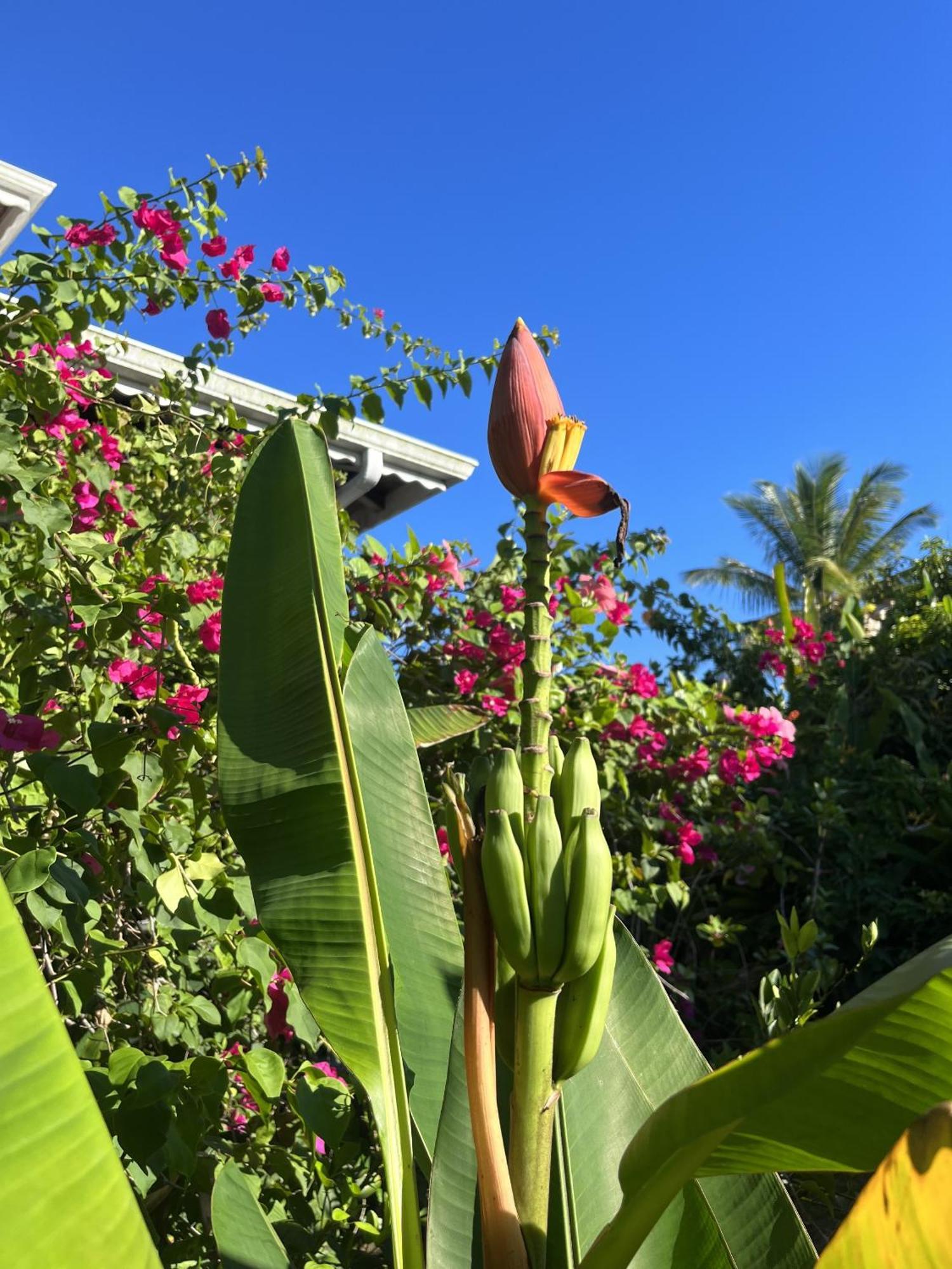 Eden Paradise Ecolodge & Spa 圣吕斯 外观 照片