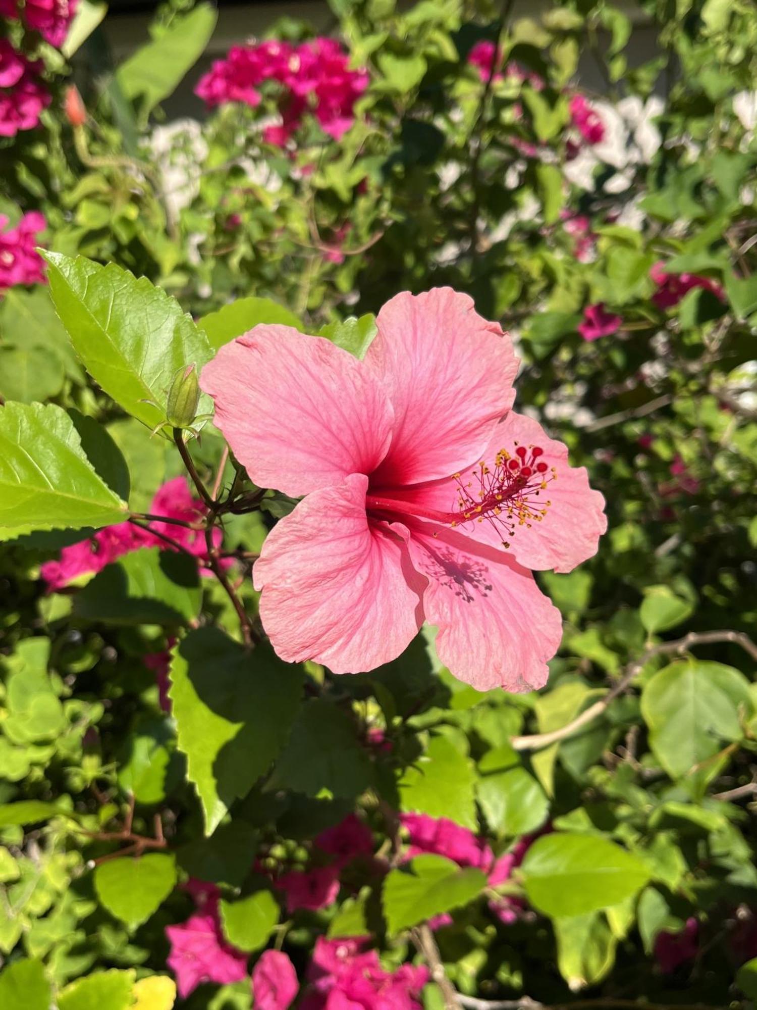 Eden Paradise Ecolodge & Spa 圣吕斯 外观 照片
